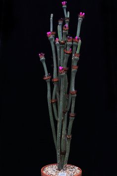 a tall cactus plant with pink flowers in a brown pot on a black table top