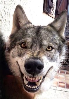 a close up of a wolf with its mouth open