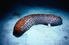 an animal that is laying down in the sand