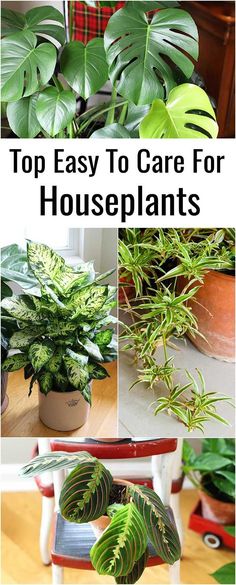 four different types of houseplants with text overlay that reads top easy to care for houseplants