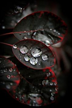 drops of water on the leaves of a plant with red highlights in the dark background