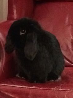 a small black rabbit sitting on top of a red chair