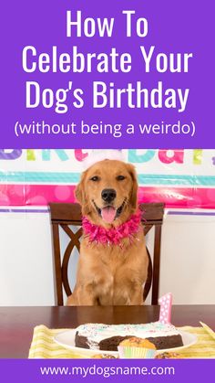 a dog sitting at a table with the words how to celebrate your dog's birthday without being a weirdo