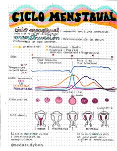 the diagram shows different types of menstruals