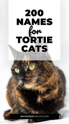 a tortoiseshell cat with the title'200 names for tortie cats '