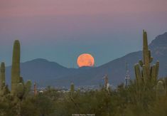 the full moon is setting over mountains and cactus trees