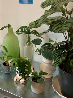 there are many potted plants sitting on the table next to each other, and one is green