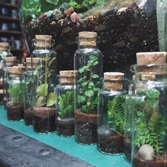 several glass bottles filled with plants and dirt on top of a blue tablecloth covered surface