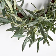 an olive branch with green leaves on it