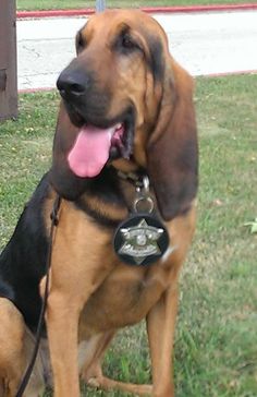 a dog sitting in the grass with its tongue hanging out and his name tag on it's collar