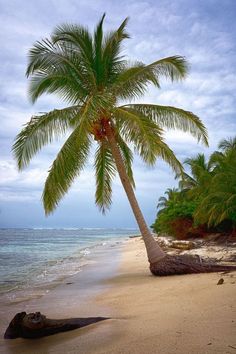 a lone palm tree on the beach