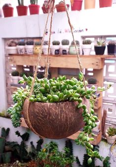 a hanging planter filled with lots of green plants