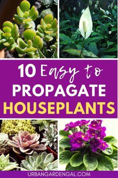 the top ten easy to propagate houseplants