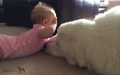 a baby laying on the floor next to a white dog