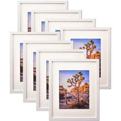 four white frames with an image of a joshua tree