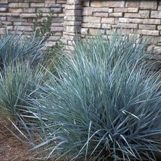 some very pretty blue plants by a brick wall