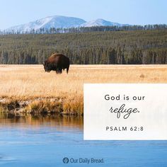 an image of a buffalo grazing in the grass with a bible verse about god is our refuge