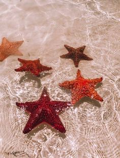 five starfishs floating in the water together