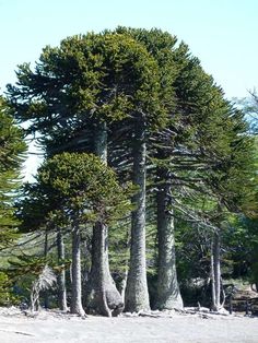 several tall trees in the middle of a sandy area