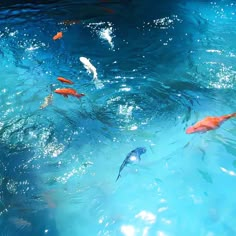 several orange and white fish are swimming in the blue water with sunlight shining on them