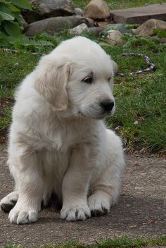 a white puppy is sitting on the ground