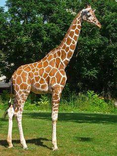 a tall giraffe standing on top of a lush green field next to trees