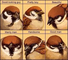 four different pictures of a bird with brown and white feathers, each showing the same color scheme