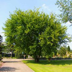 a large green tree sitting in the middle of a park