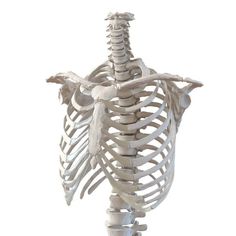 an image of a skeleton that is looking like it's holding the ribs up