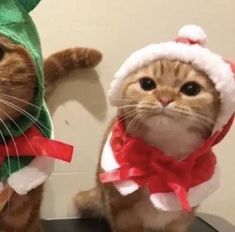 two cats dressed up as santa claus and the cat in the hat is looking at the camera