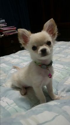 a small white dog sitting on top of a bed