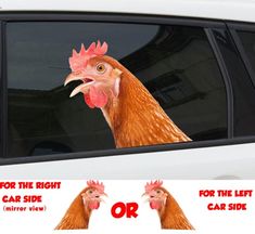 a chicken sticking its head out the window of a car with an or sticker on it