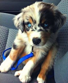 a puppy with blue eyes sitting in the back seat of a car