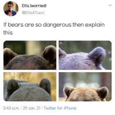 the bears are so dangerous then explain this tweet to everyone who is on twitter