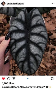 a woman's hand holding a black and white plant in the middle of leaves