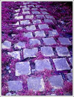 a stone path with purple grass growing on it