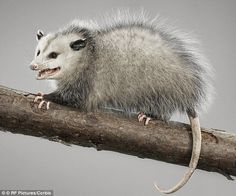 an opossmus is sitting on a branch with it's mouth wide open