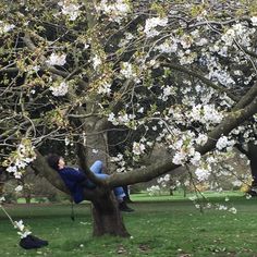 two people sitting in a tree with white flowers