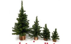 three small christmas trees in wooden vases