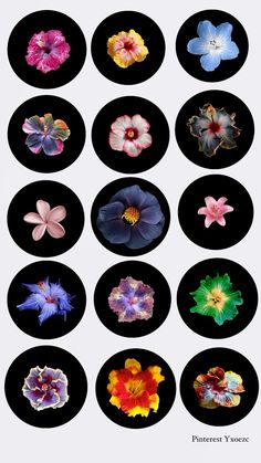 several different types of flowers are arranged in the shape of circles on a white and black background