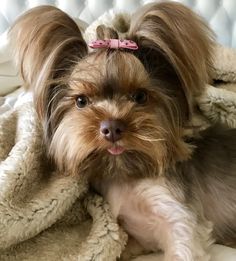 a small brown dog laying on top of a bed covered in a blanket and looking at the camera