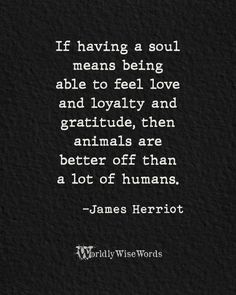 a black and white photo with the quote if having a soul means being able to feel love and lovable, then animals are better off than a lot of humans