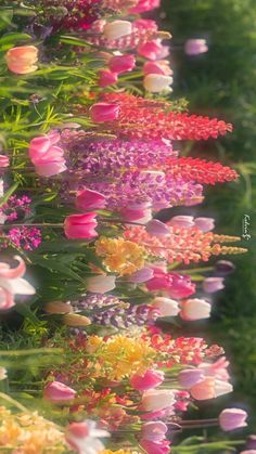 many different colored flowers in the grass