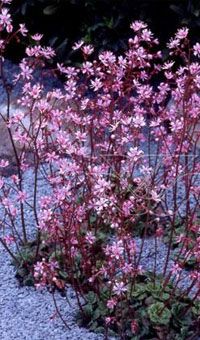 small pink flowers are growing in the gravel