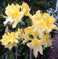 yellow flowers are blooming in the garden