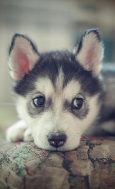 a black and white puppy laying on top of a couch