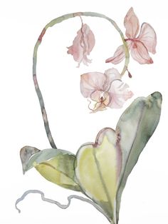 a watercolor painting of pink flowers on a white background