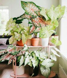 several potted plants on a shelf in a living room