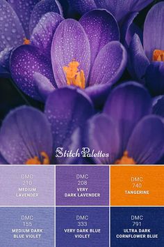 purple flowers with orange centers are featured in the color scheme for each flower's petals