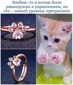 three different pictures of kittens with their paws in the air and one is wearing a ring